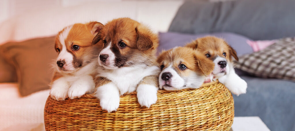 Cuccioli di welsh corgi allevamento Stealbears