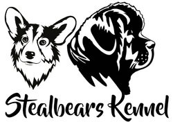 Stealbears Kennel Allevamento Terranova e Corgi_logo